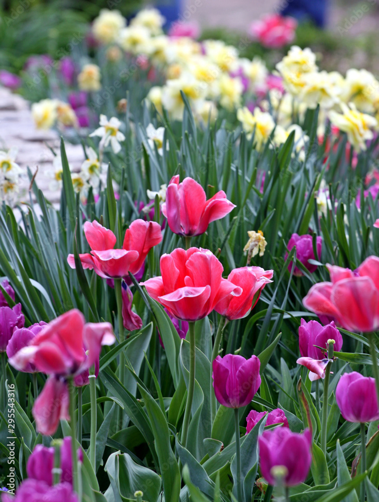 tulips in the garden