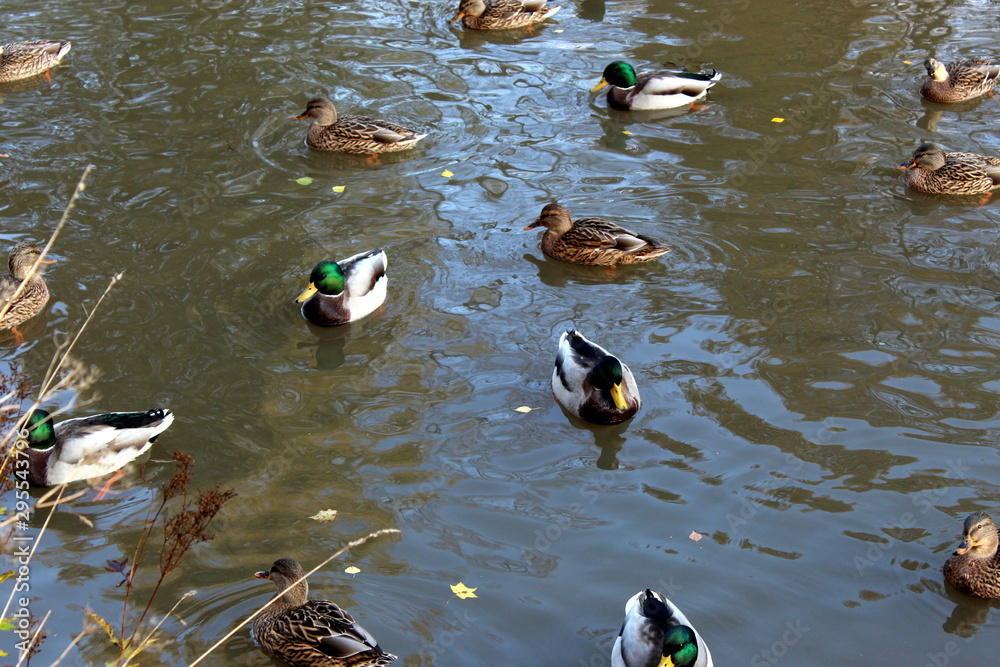 ducks on the lake ducks on the lake
