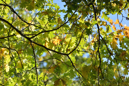 Sunny autumn somwhere in Poland. Huge oak branch.