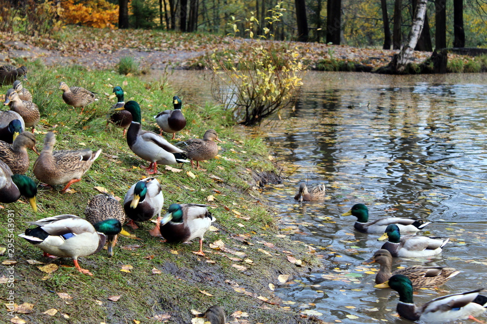 Obraz premium ducks on the lake