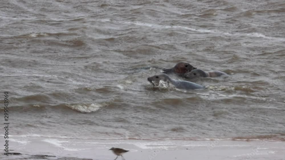 Grey seal, Halichoerus grypus, play fighting on the banks of an estuary during a windy and raining day in autumn. Grey seal, Halichoerus grypus, play fighting on the banks of an estuary during a windy and raining day in autumn.