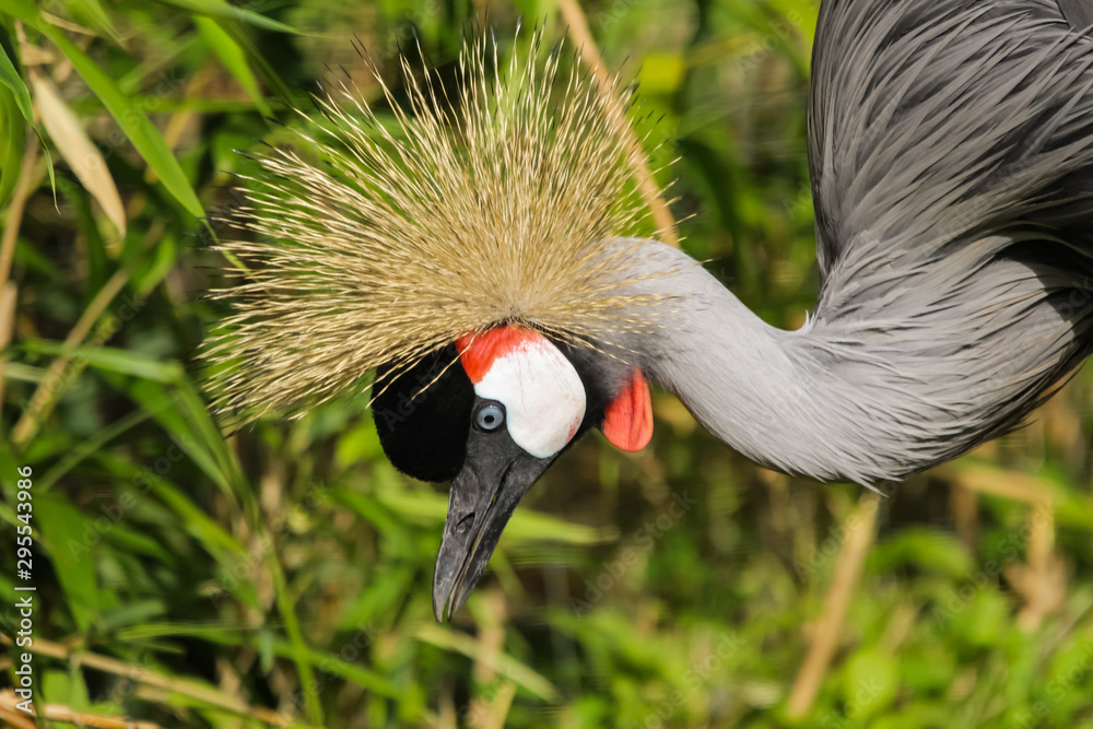 Fototapeta premium crowned crane