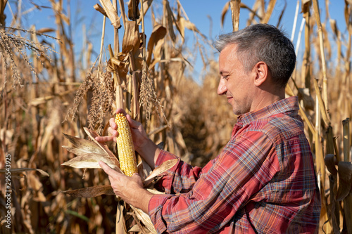 Fotografia Portrait of a Corn Farmer with Ripe Corncob in Corn Field