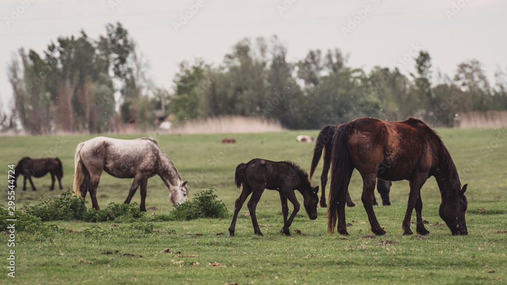 horses in the field horses in the field