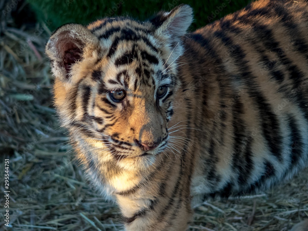 Obraz premium Portrait of a little tiger cub in the sun