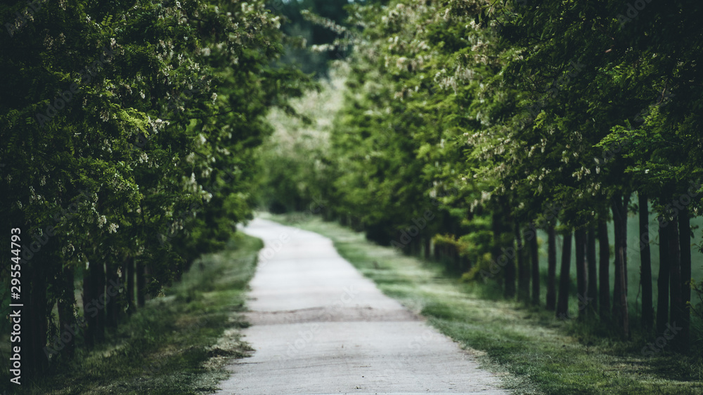 path in park