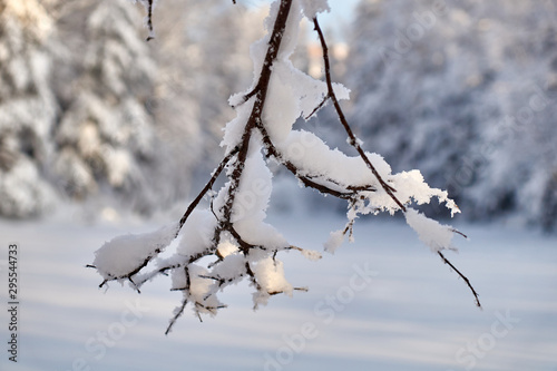 tree branch with adhering snow on a frosty winter day