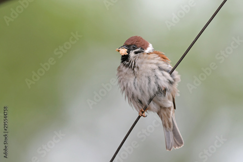 Feldsperling (Passer montanus) mit Futter im Schnabel - Tree sparrow with food in the beak photo