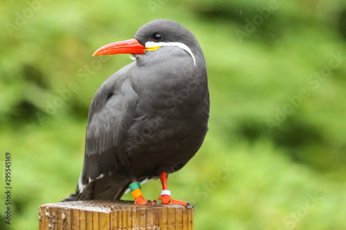 inca tern photo