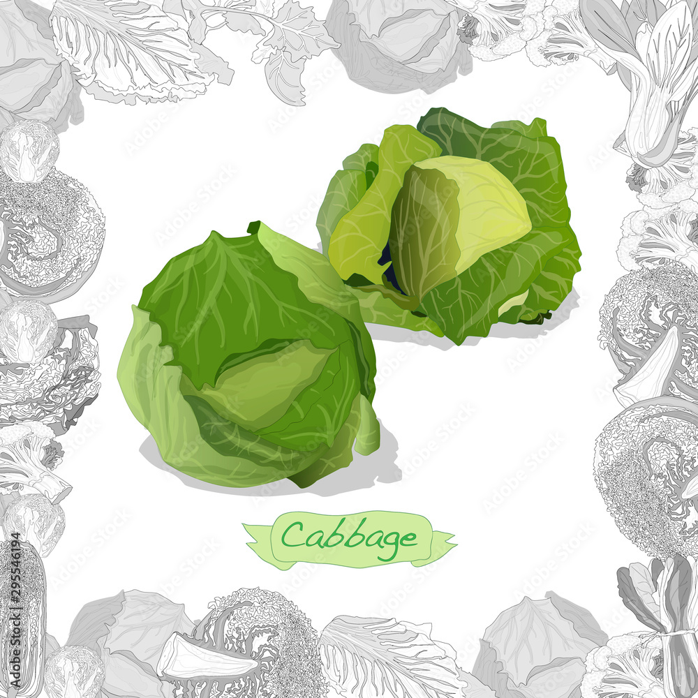 Naklejka premium Fresh cabbage illustration on white background. Vector image