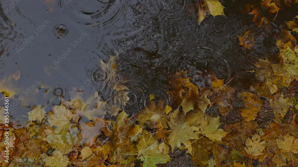 Rain drops in puddle with yellow maple autumn leaves Rain drops in puddle with yellow maple autumn leaves