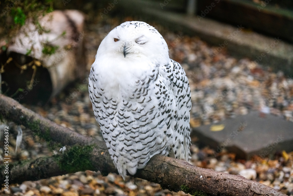 Schneeeule Schneeeule