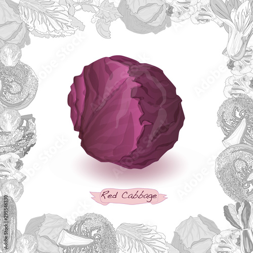 Fresh cabbage illustration on white background. Vector image