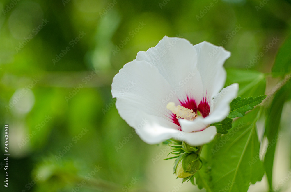 Malvaceae - Ibisco Malvaceae - Ibisco
