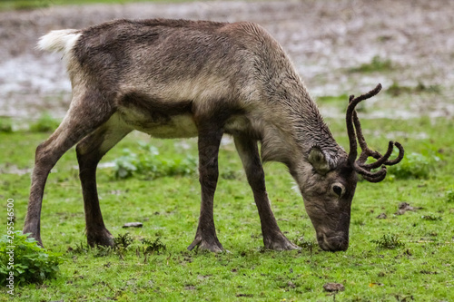 reindeer