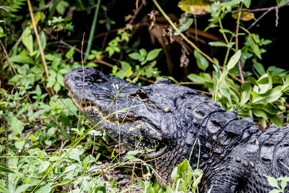 everglades everglades