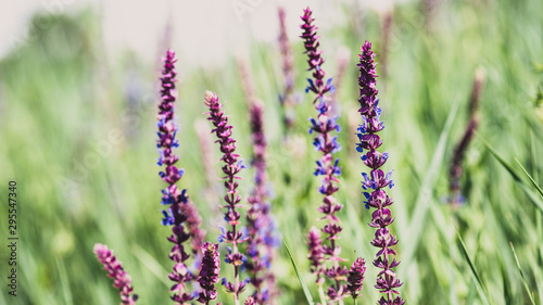 field of lavender flowers