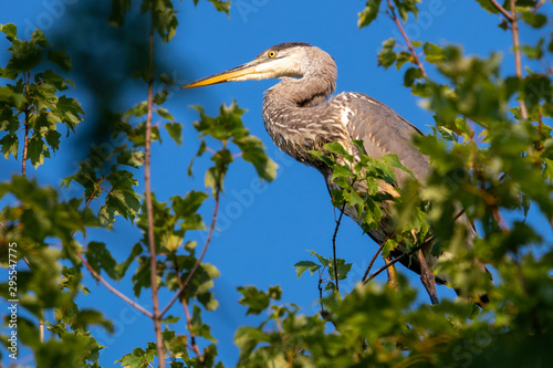 great blue heron in tree