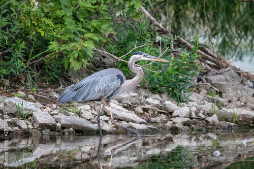 great blue heron reflections