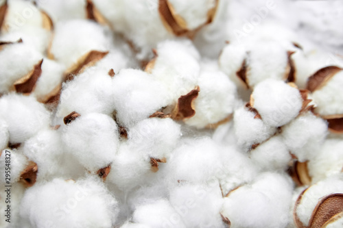 Cotton plant white fluffy flowers close up. Many soft bolls. Plant fibers for the textile industry