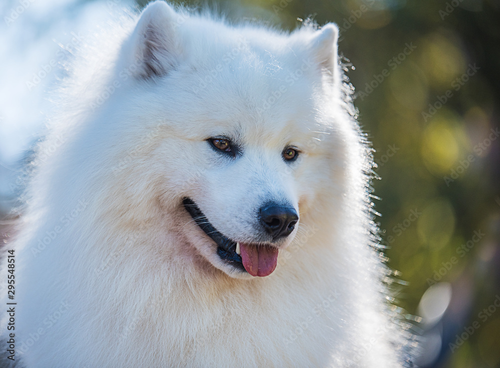 Portrait of Samoyed