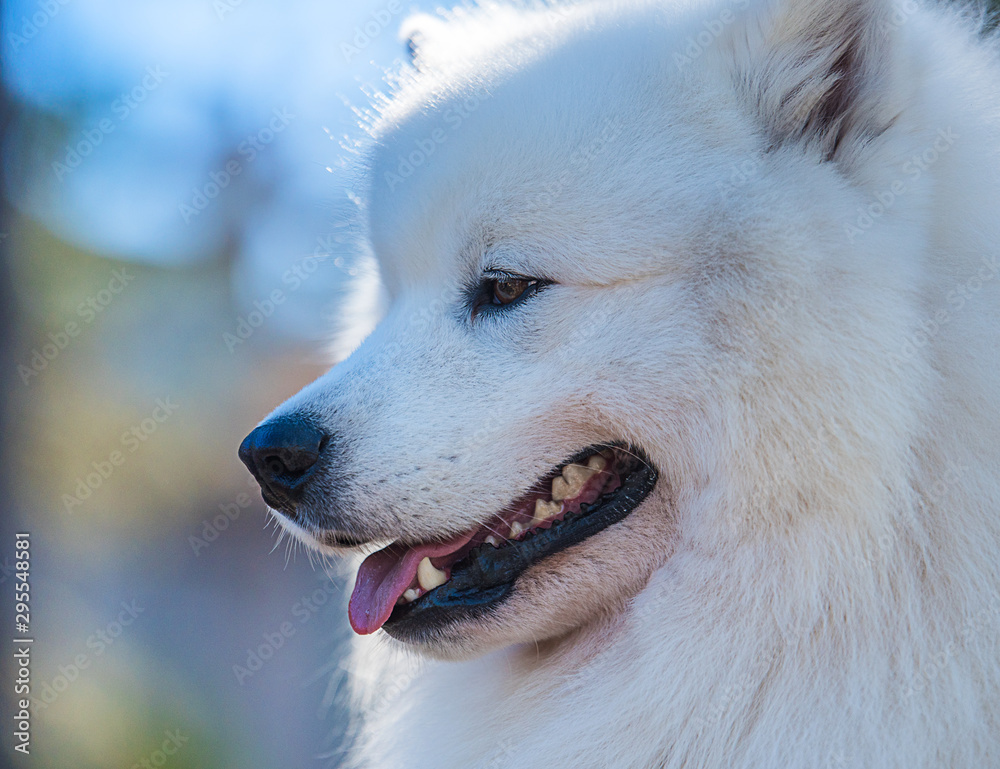 Portrait of Samoyed Portrait of Samoyed