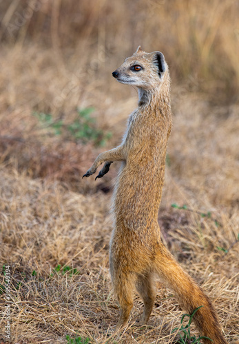 A Yellow Mongoose, photographed in South Africa.