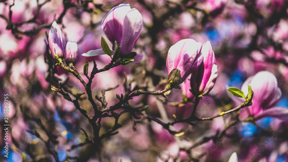 Fototapeta premium purple flowers in spring