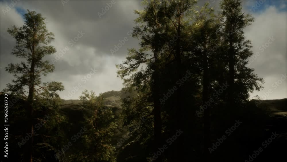 Fog and pine trees on rugged mountainside and coming storm Fog and pine trees on rugged mountainside and coming storm
