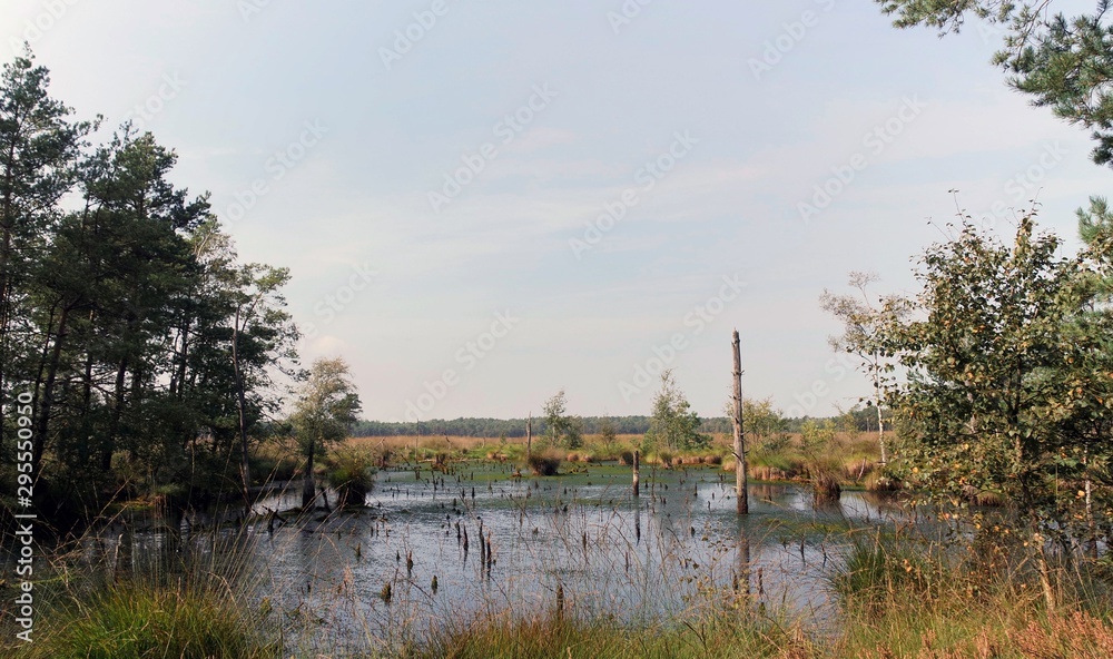 swamp land pietzmoor in germany swamp land pietzmoor in germany