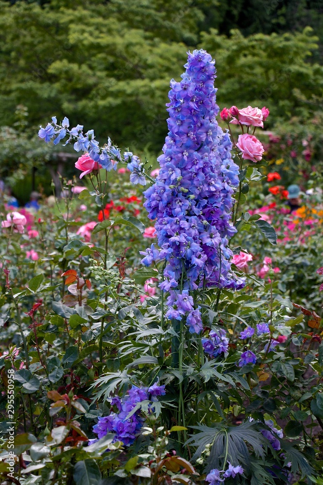 Obraz premium purple flowers in the garden