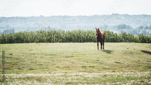 Wallpaper Mural horse in the field Torontodigital.ca