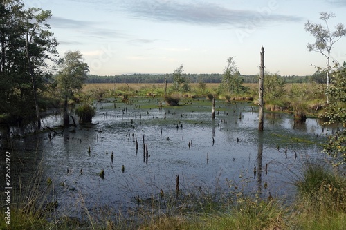 swamp land pietzmoor in germany