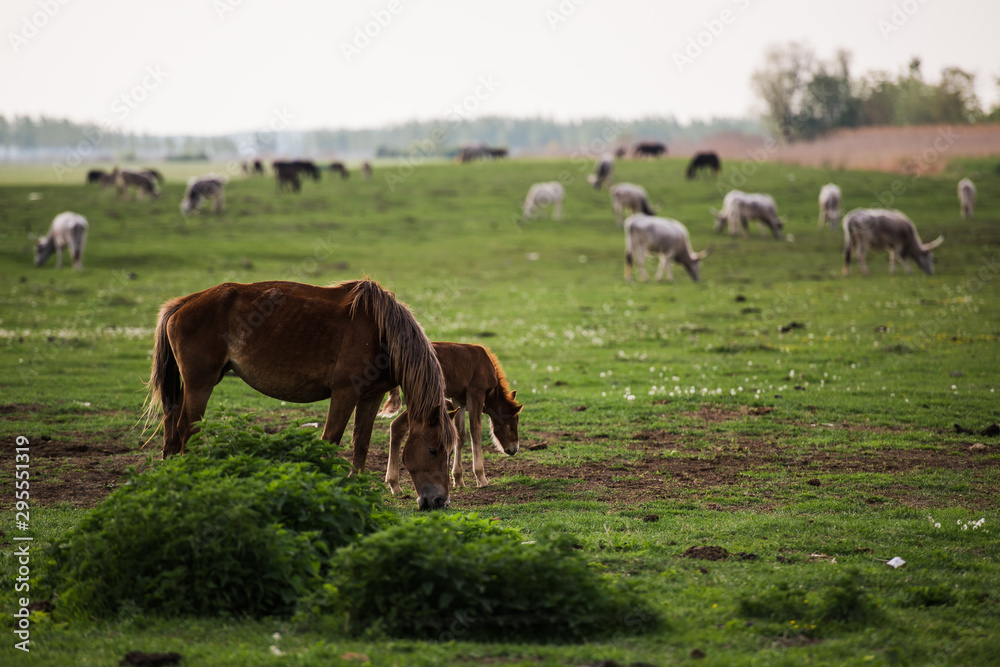 horses grazing in a meadow horses grazing in a meadow