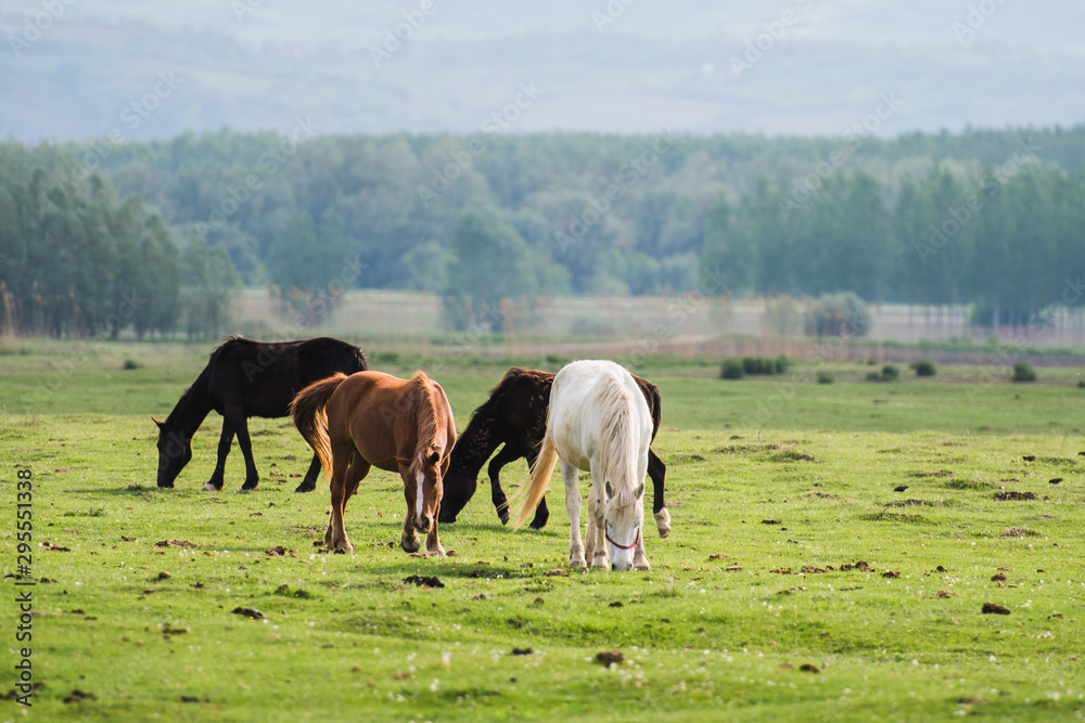 horses grazing in field horses grazing in field