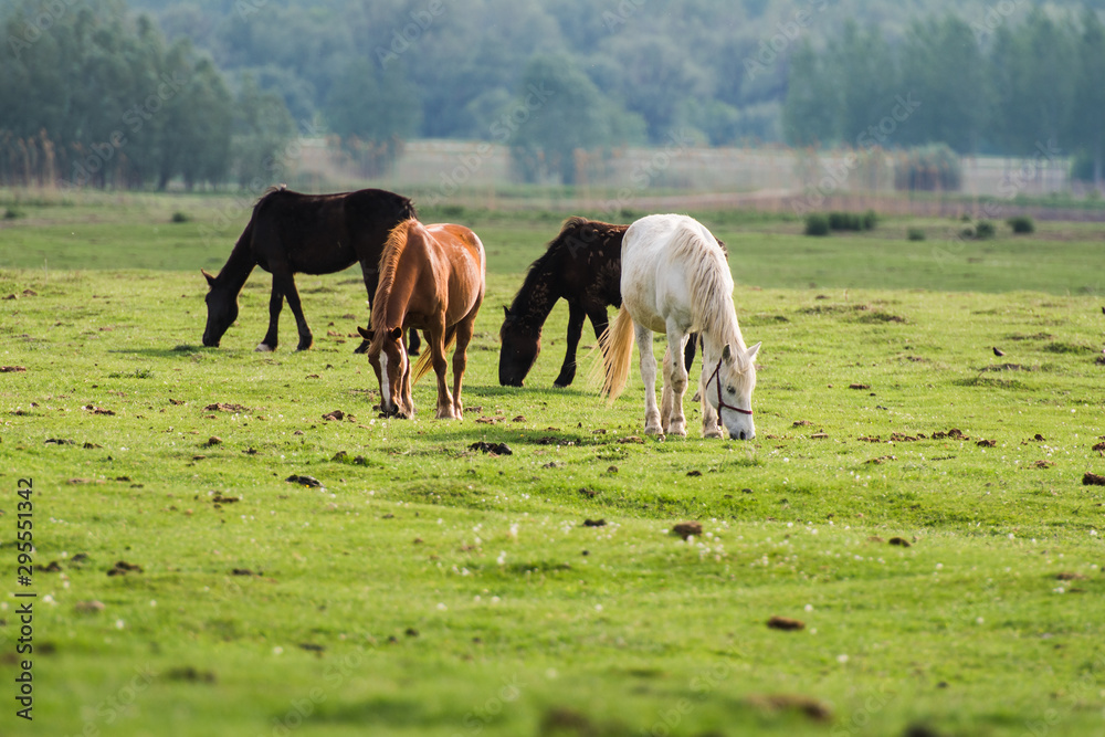 horses grazing in field