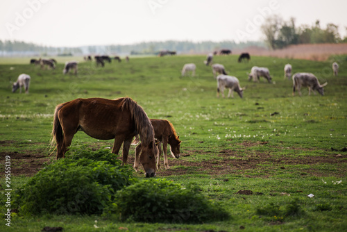 horses grazing in a meadow © Zoran Jesic