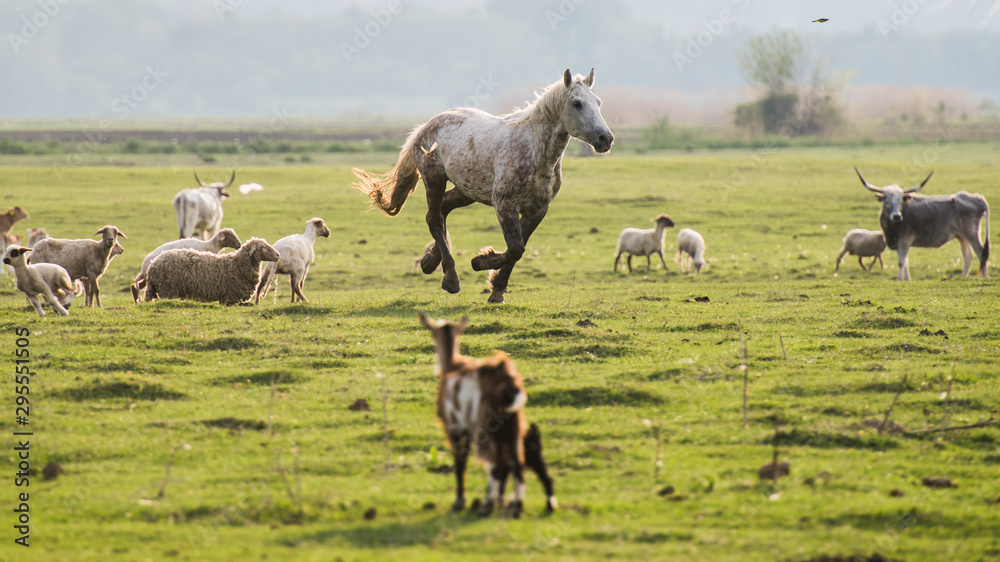 horses in a field horses in a field