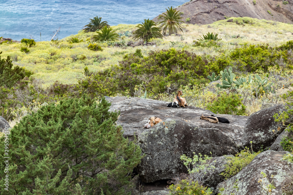 A small herd of goats is located on a steep mountain slope on the huge rock surrounded by green vegetation. Shot with a telephoto lens from a sick distance. La Gomera, Canary Islands, Spain A small herd of goats is located on a steep mountain slope on the huge rock surrounded by green vegetation. Shot with a telephoto lens from a sick distance. La Gomera, Canary Islands, Spain