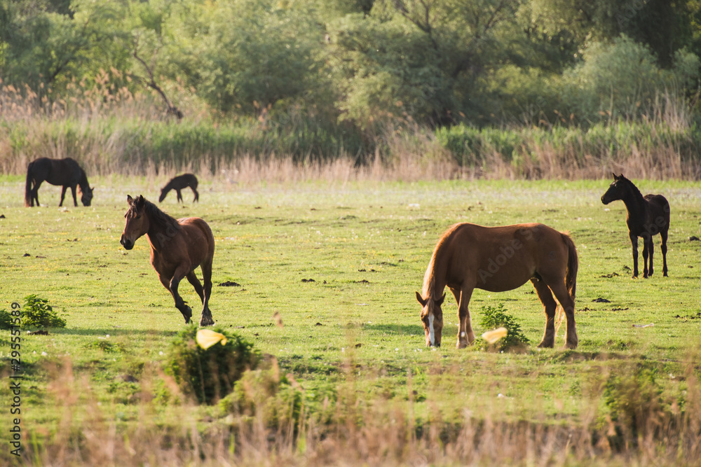 horses grazing in the meadow
