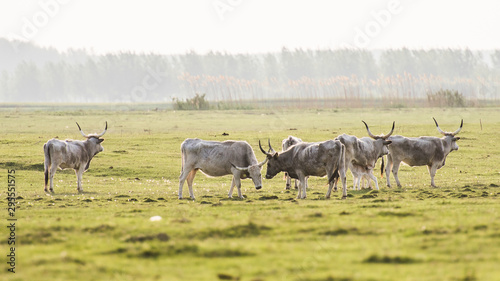 herd of wildebeest in field