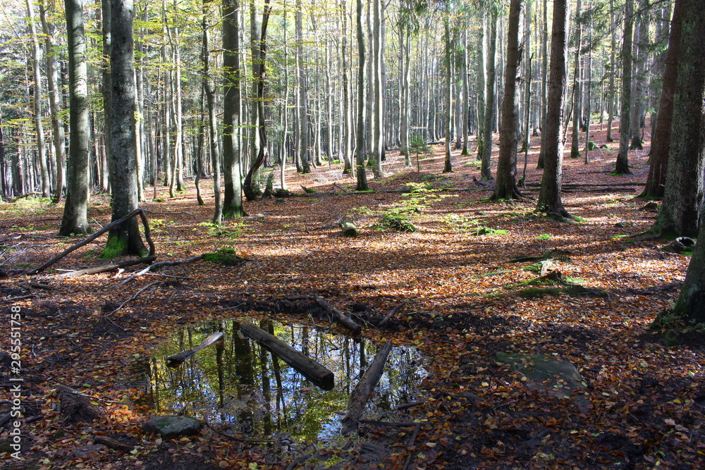 Obraz premium bayerischer wald