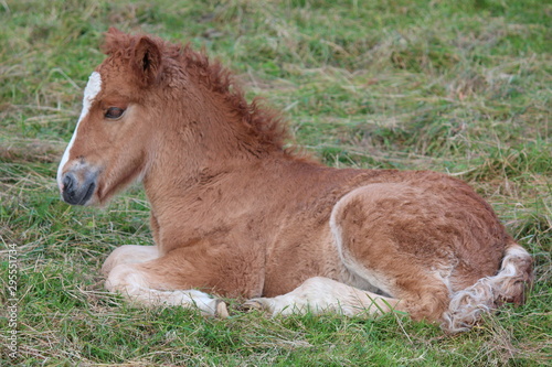 foal in field