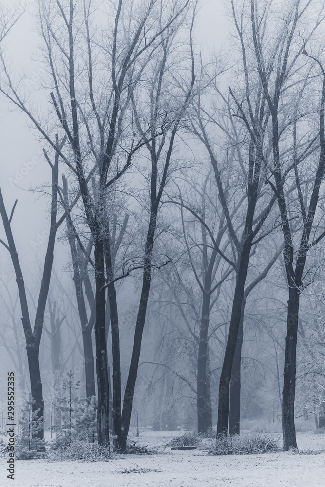 trees in winter trees in winter