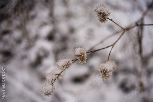 branch of a tree in winter