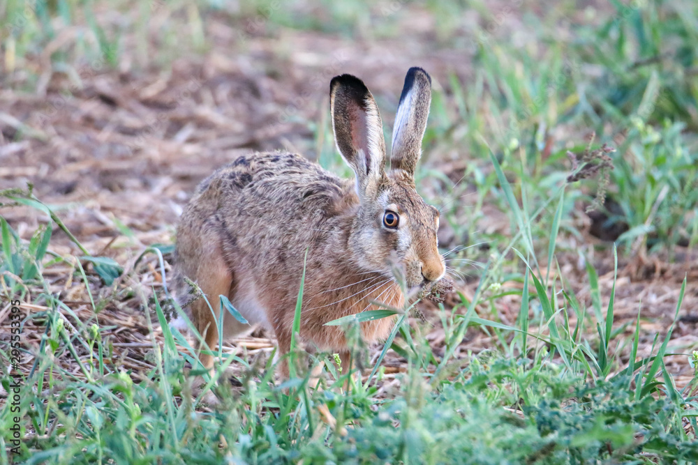 Fototapeta premium Feldhase