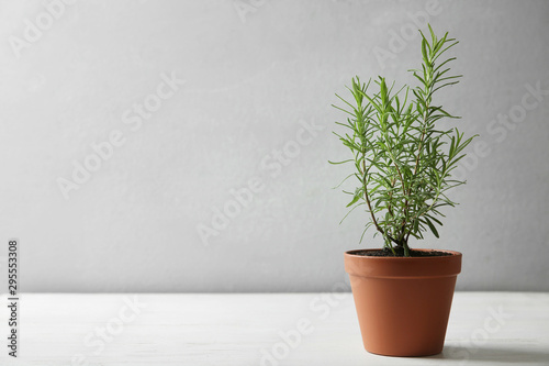Pot with green rosemary bush on white wooden table against grey background. Space for text