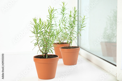 Potted green rosemary bushes on window sill