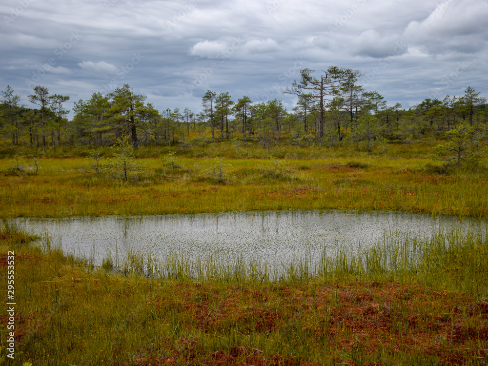 landscape with bog, bog pines, swamp lake and moss landscape with bog, bog pines, swamp lake and moss