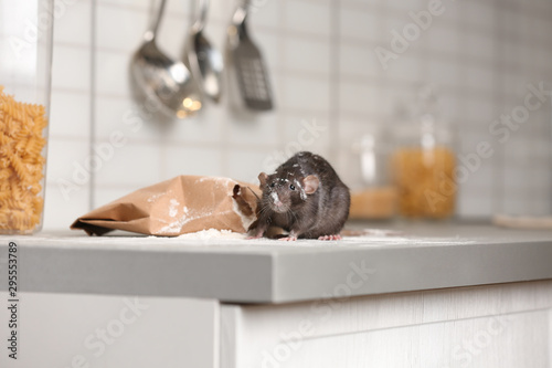 Schilderij op canvas Rat near gnawed bag of flour on kitchen counter. Household pest